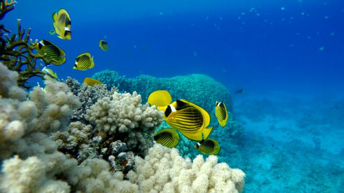 珊瑚和热带鱼。海洋海水海底世界水族馆