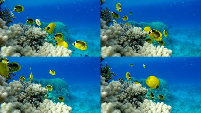 珊瑚和热带鱼。海洋海水海底世界水族馆
