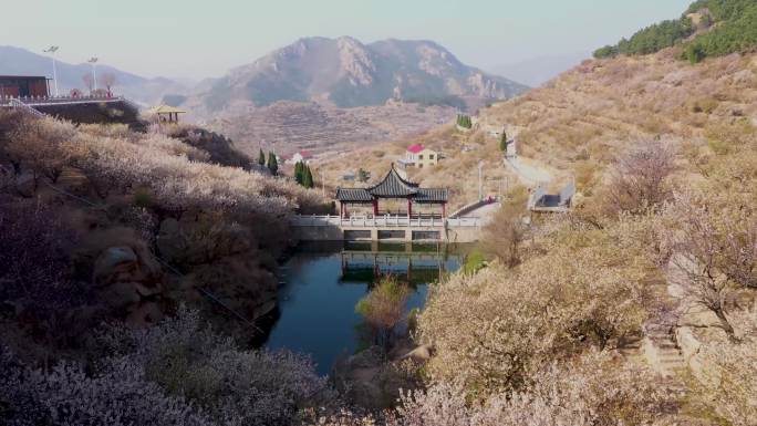 航拍-崂山北宅樱花