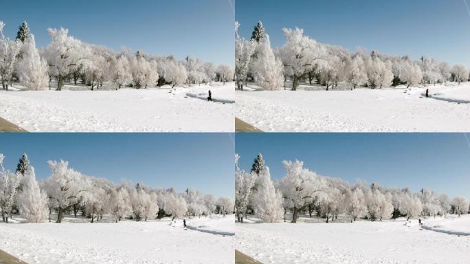 在雪地遛狗冰天雪地冬季冬