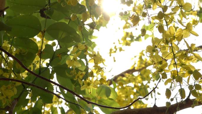 金色阵雨黄色花朵自然树绿色