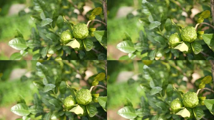 佛手柑柑橘树野果盆景树枝