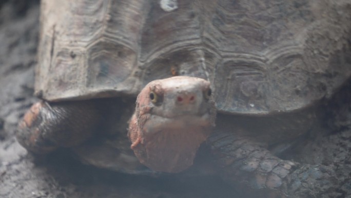 爬行动物象龟宠物龟长寿坚硬外壳 (6)