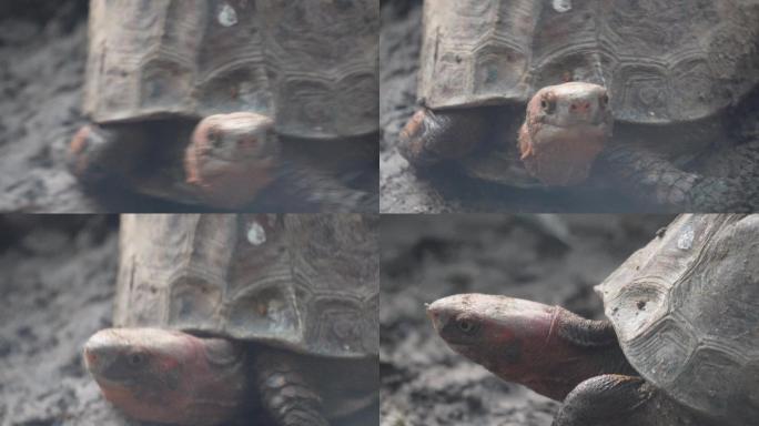 爬行动物象龟宠物龟长寿坚硬外壳 (6)
