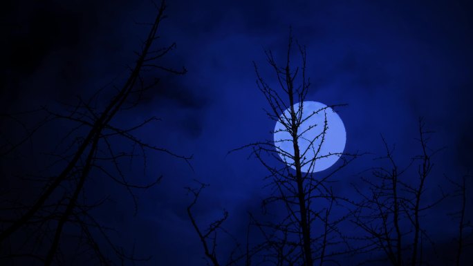 树林月黑风高 月亮升起