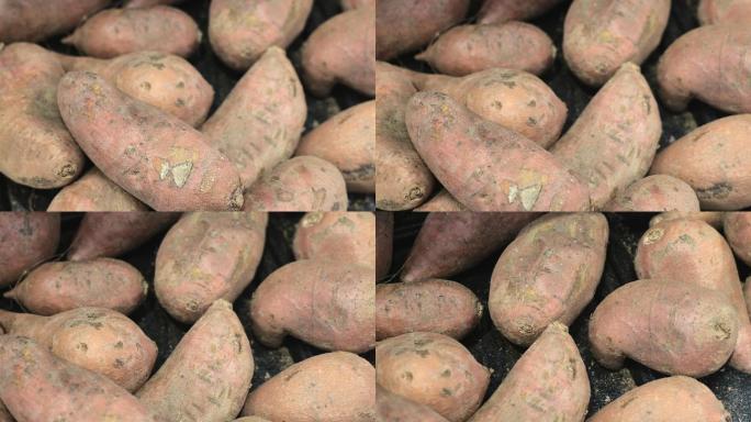 红薯农业俯拍
