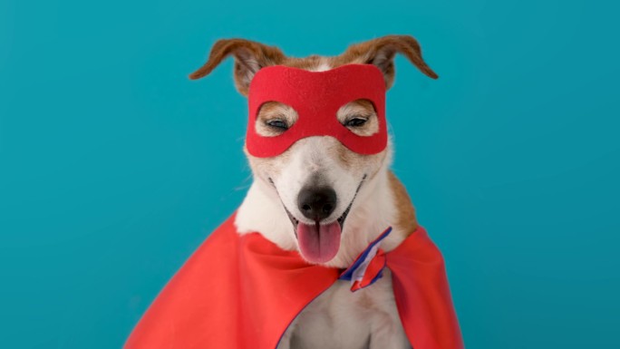 狗狗穿着超级英雄服装