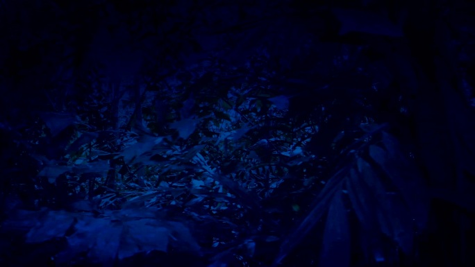 在夜景中穿过茂密的丛林