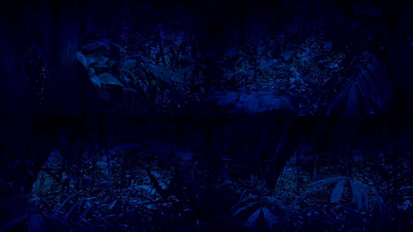 在夜景中穿过茂密的丛林