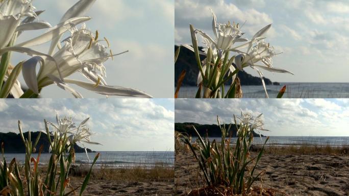 海滩上的海水仙花。