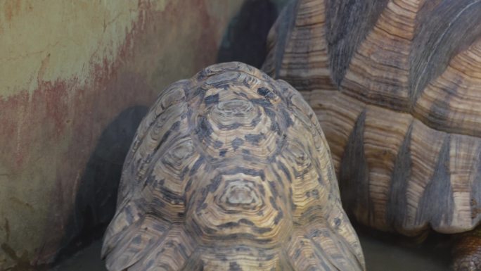 爬行动物象龟宠物龟长寿坚硬外壳 (1)