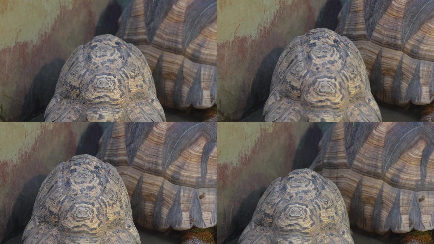 爬行动物象龟宠物龟长寿坚硬外壳 (1)