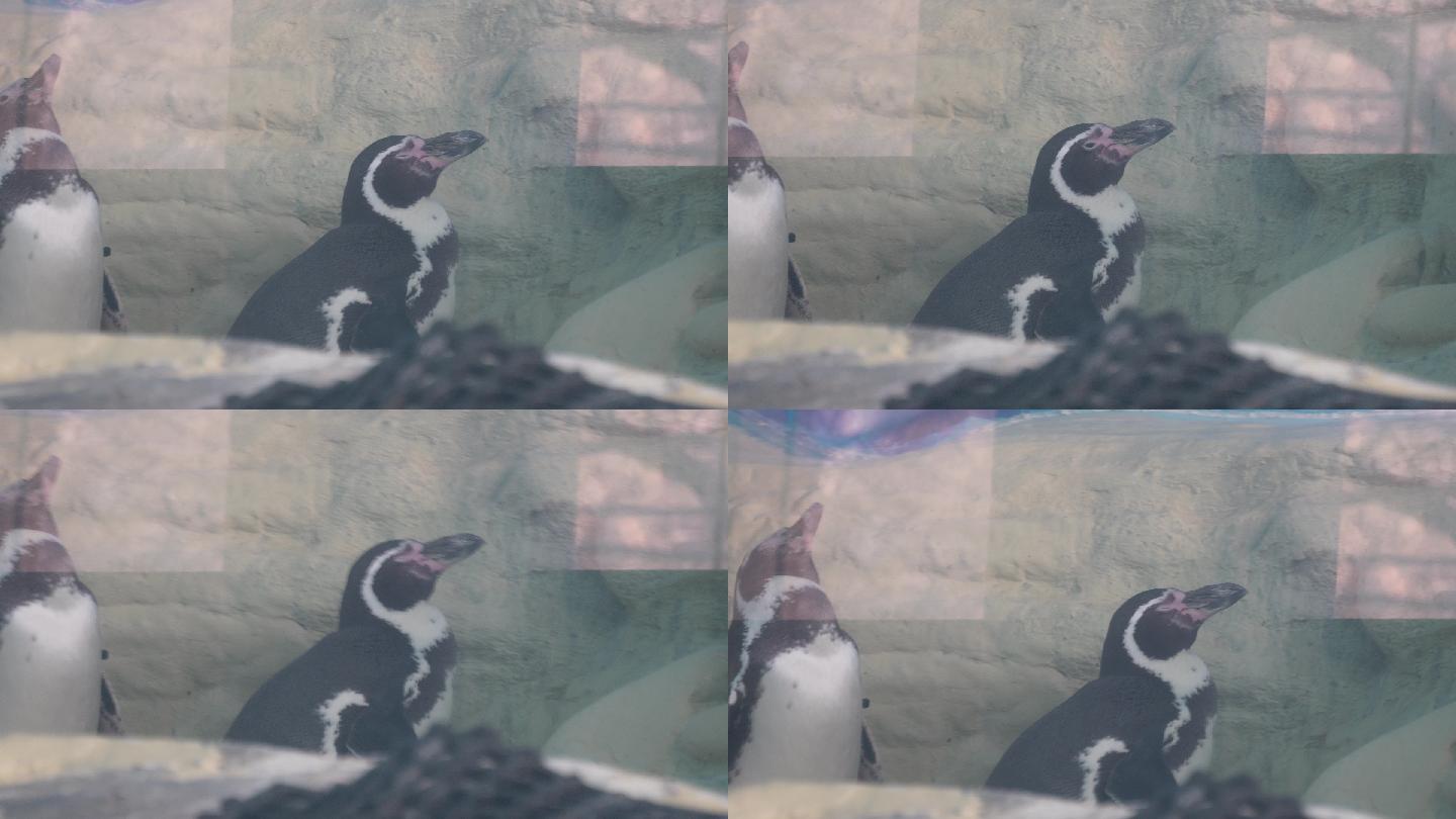 南极企鹅帝王企鹅动物园水族馆 (1)