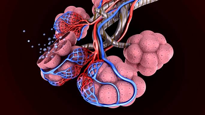 肺中的肺泡三维医学器官3D人体