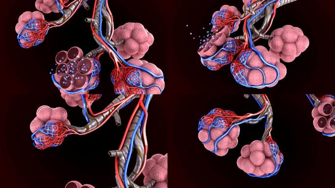 肺中的肺泡三维医学器官3D人体