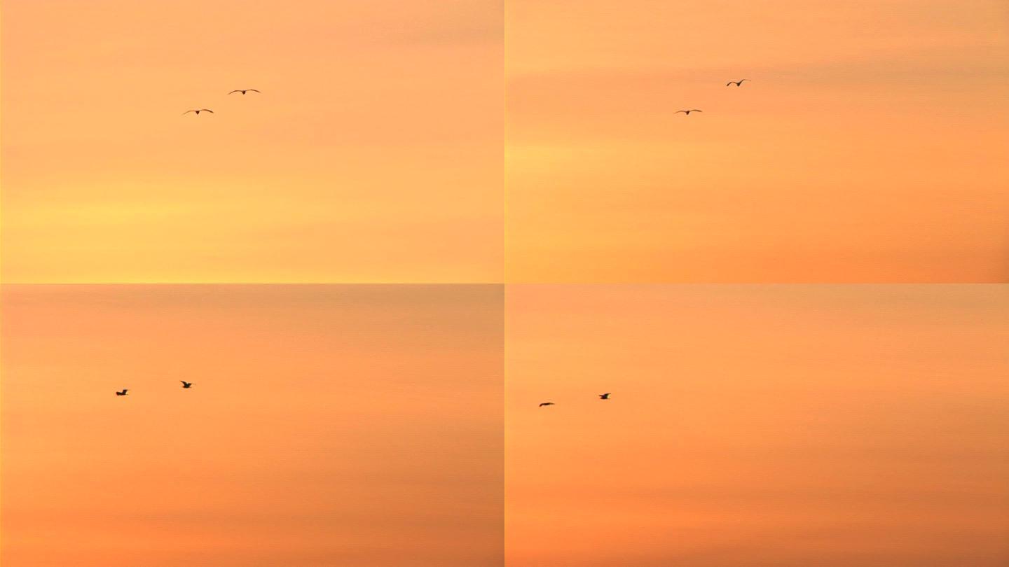 两只海鸥在橙色的天空中飞翔。