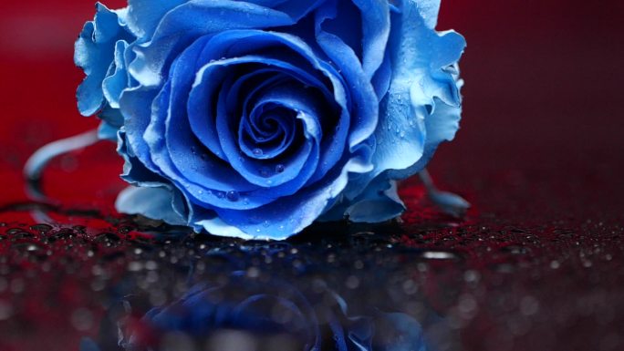 玫瑰花 蓝色玫瑰 掉落