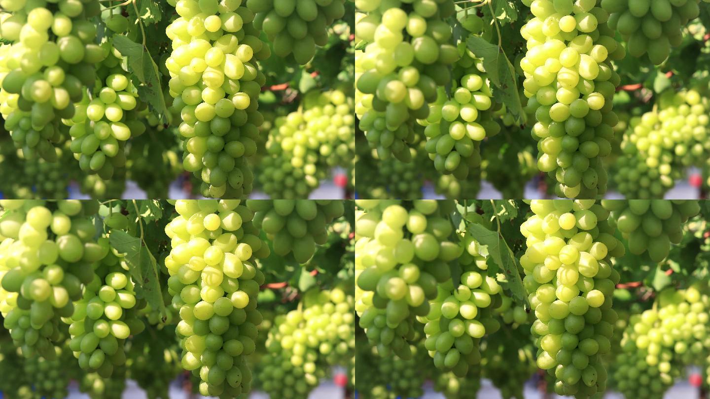 葡萄园里一串串成熟的绿葡萄