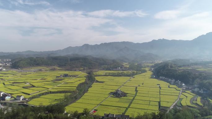 油菜花田乡村旅游航拍