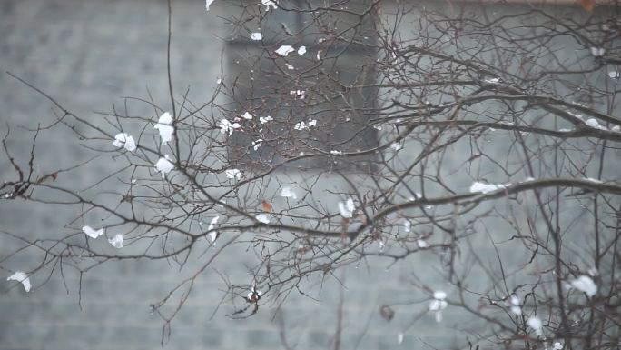 下雪枯枝