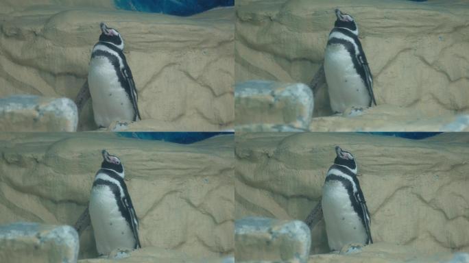 南极企鹅帝王企鹅动物园水族馆 (3)