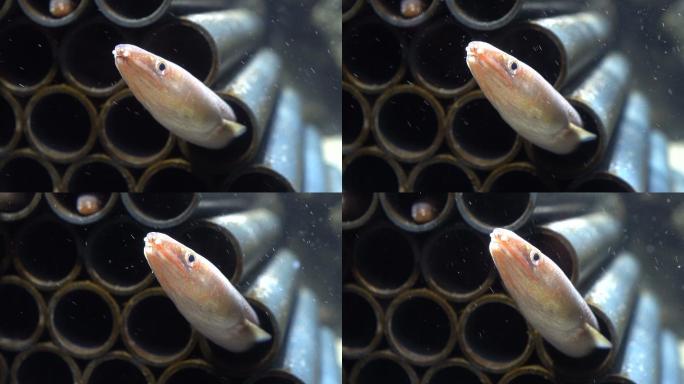 鳗鱼电鳗视频素材