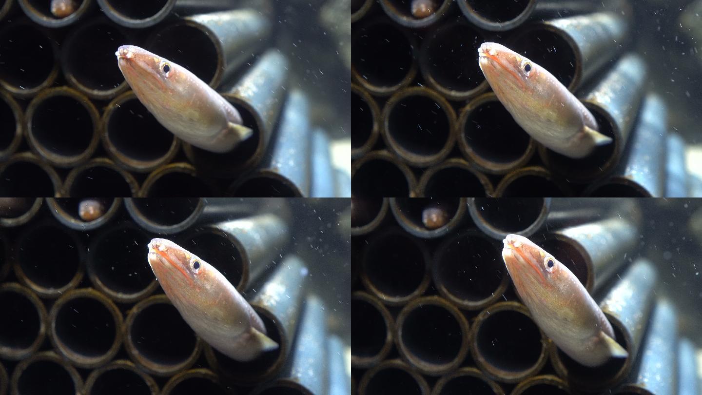 鳗鱼电鳗视频素材
