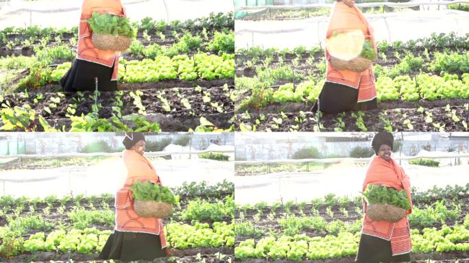 女农场工人植物栽培大棚种植蔬菜种植