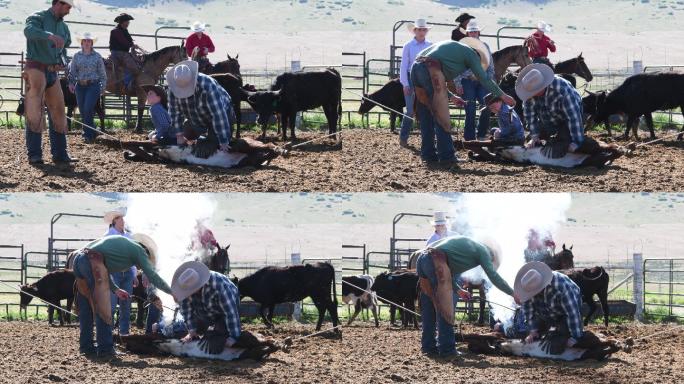 牛仔在畜栏里给牲畜打烙印