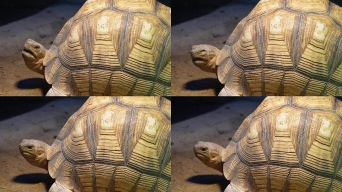 爬行动物象龟宠物龟长寿坚硬外壳 (3)