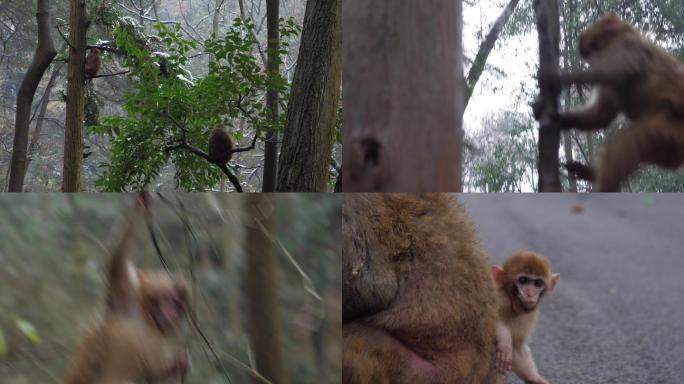 贵阳黔灵山猕猴