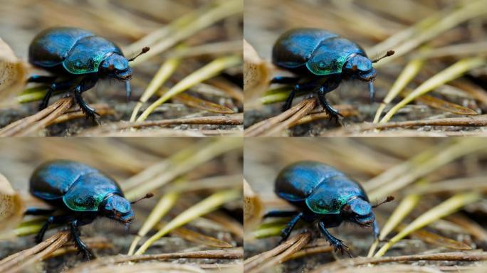 森林地面上一只钻土甲虫的特写镜头