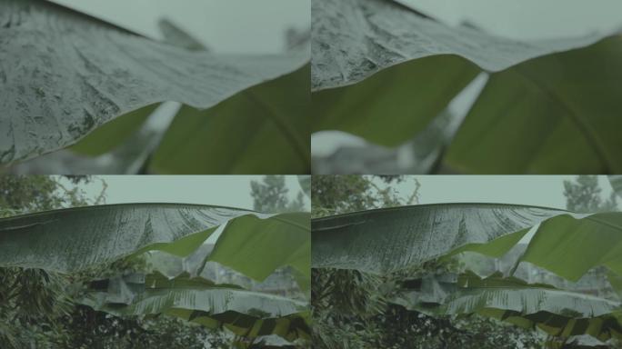 【原创】雨打芭蕉 江南雨景 窗前听雨