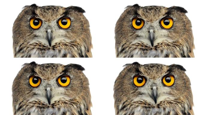 一只欧亚鹰鸮看着相机眨眼的特写镜头