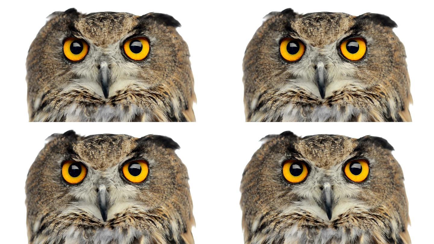 一只欧亚鹰鸮看着相机眨眼的特写镜头