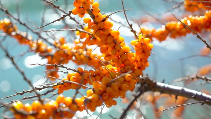 沙棘树种植农业乡村振兴水果蔬菜丰收果园