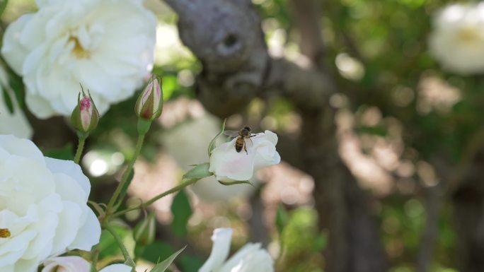 蜜蜂缓慢地飞离玫瑰花蕾