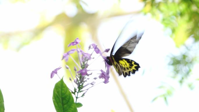 蝴蝶在紫色花朵上飞舞