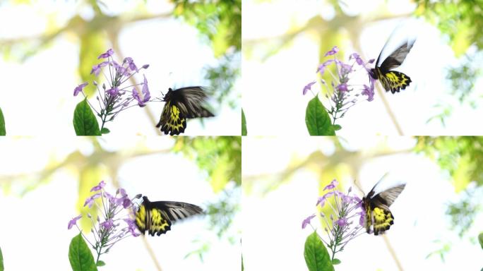 蝴蝶在紫色花朵上飞舞