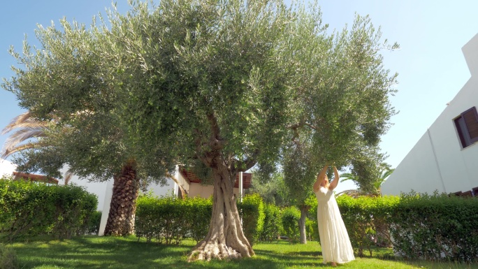 从花园里的树上摘橄榄的女人