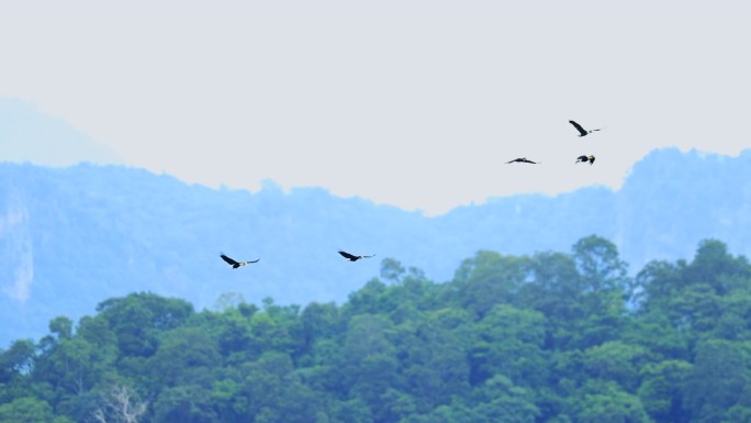 飞行的小鸟升格慢镜头慢动作热带雨林树林