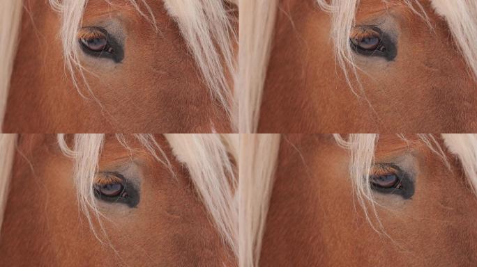 棕色的马眼睛和头部特写