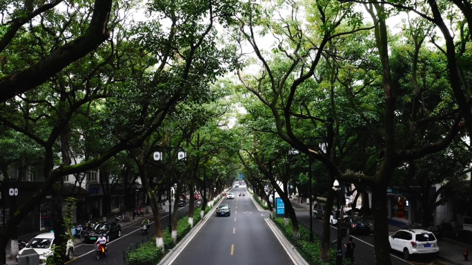 【原创】城市林荫道