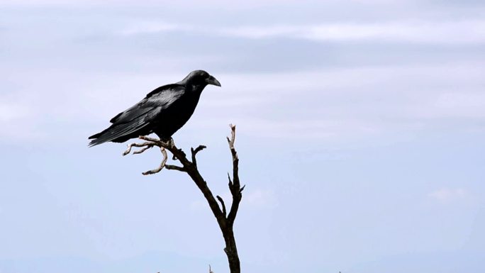 黑乌鸦坐在树枝上