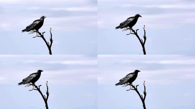 黑乌鸦坐在树枝上