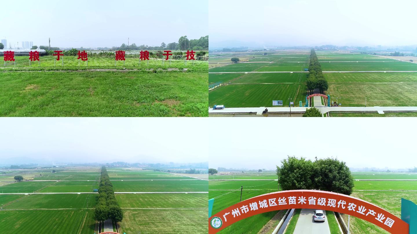 广州增城丝苗米 现代农业 科技兴农