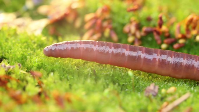 蚯蚓是一种陆地无脊椎动物
