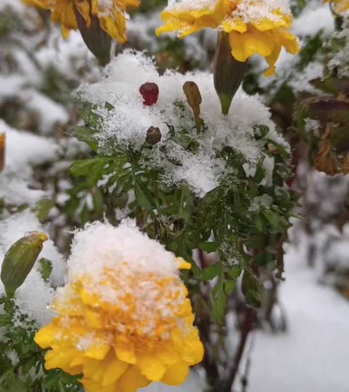 雪中黄花