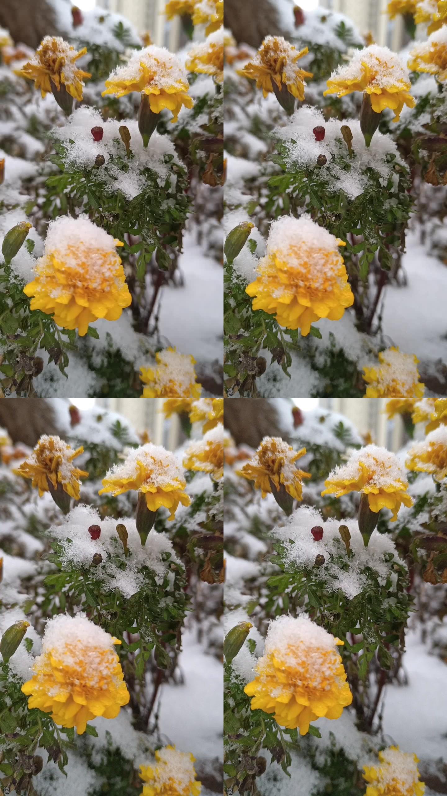 雪中黄花