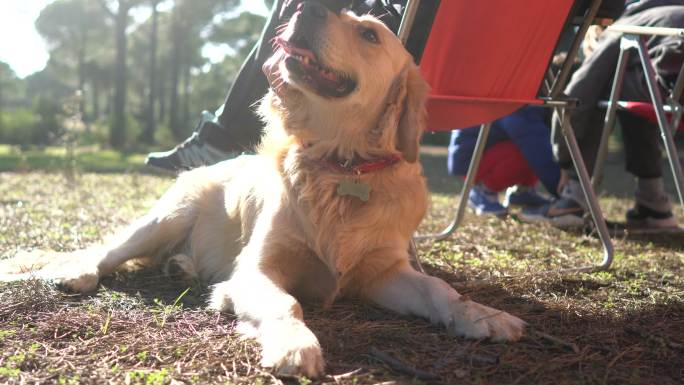 森林里的狗狗自然露营椅